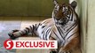 ECOWATCH: Malaysia’s ambitious tiger breeding programme