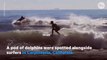 Playful dolphins leap next to surfers in California - USA TODAY