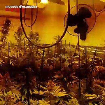 Los Mossos detectan en un piso incendiado de Sant Andreu una gran plantación de marihuana