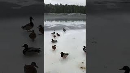 Frozen Lake Duck Curling