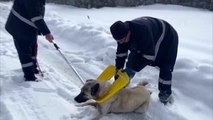 Boynuna çöp kutusu kapağı takılan köpek kurtarıldı