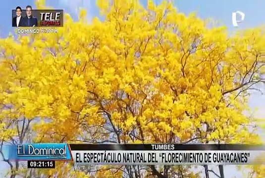 Tumbes: promueven turismo por temporada de florecimiento de guayacanes