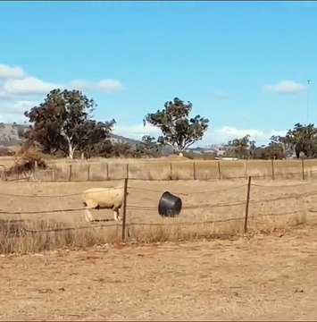 Ce mouton australien se bat contre une bassine !