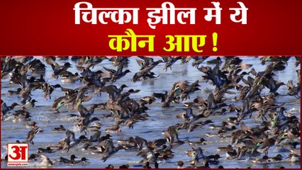 Odisha की Chilka Lake में दिखी दो विलुप्त हो रहीं जीव प्रजाति