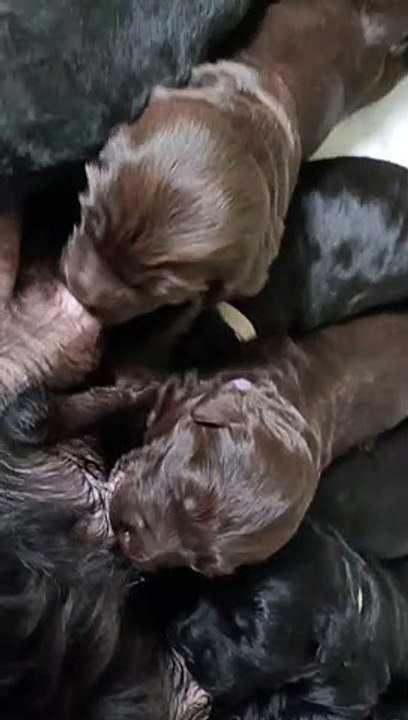 Bébés Chien d'eau portugais nés chez Metakisbulls
