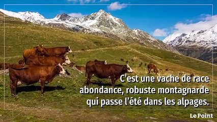 Rencontre avec Neige, égérie du prochain Salon de l'agriculture