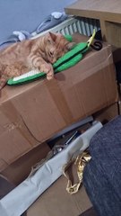 Super Relaxed Kitty Rolls Over... And Falls Off His Box