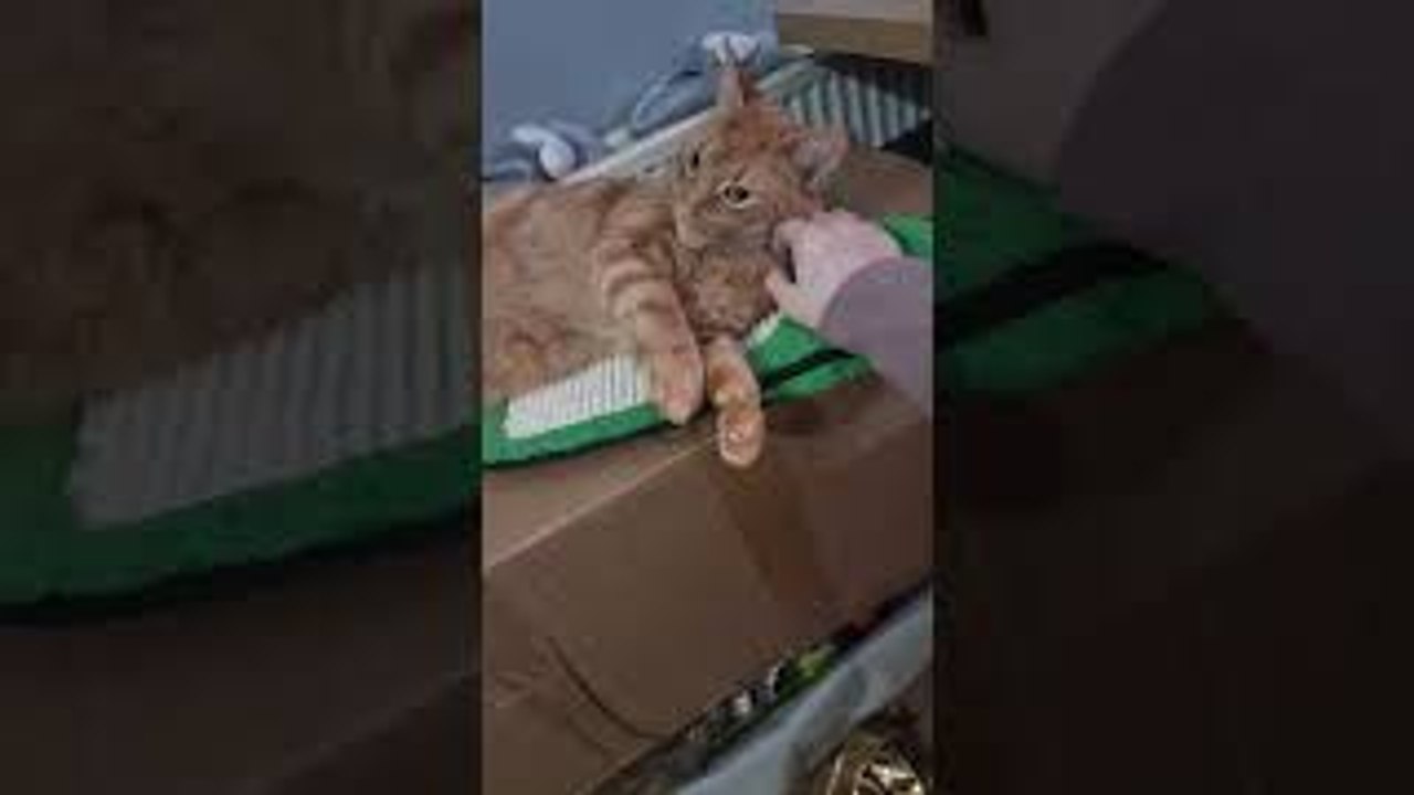 Super Relaxed Kitty Rolls Over... And Falls Off His Box