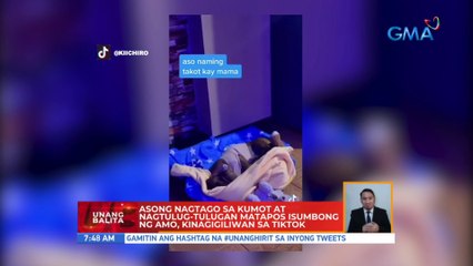 Asong nagtago sa kumot at nagtulug-tulugan matapos isumbong ng amo, kinagigiliwan sa TikTok | UB