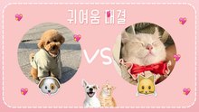 [고양이VS강아지] 총 모음! 귀여움 대결
