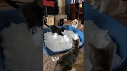 Indoor Cats Introduced to Snow