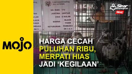 Harga cecah puluhan ribu, merpati hias jadi ‘kegilaan’