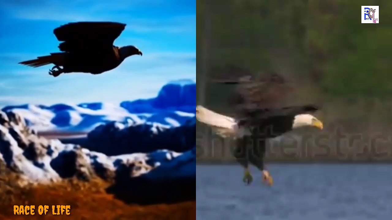 The Eagle Mentality- Best Eagle Motivational video For 2022