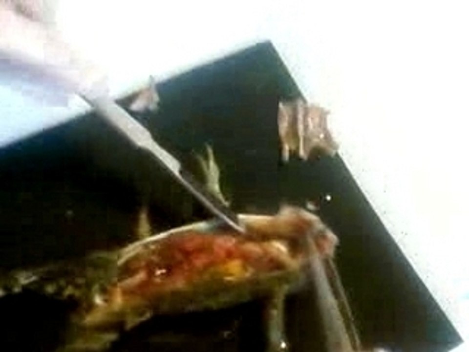 dissection
