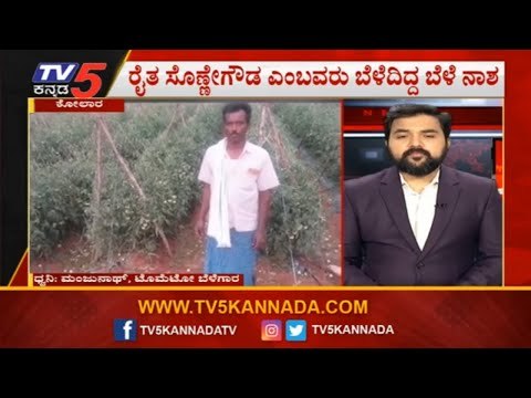 ಕೋಲಾರದಲ್ಲಿ ರೈತ ಸೊಣ್ಣೇಗೌಡ ಬೆಳೆದ ಬೆಳೆ ಭಾರಿಮಳೆಯಿಂದಾಗಿ ಮಣ್ಣುಪಾಲು | Kolar Rain | Sonnegowda | TV5 Kannada