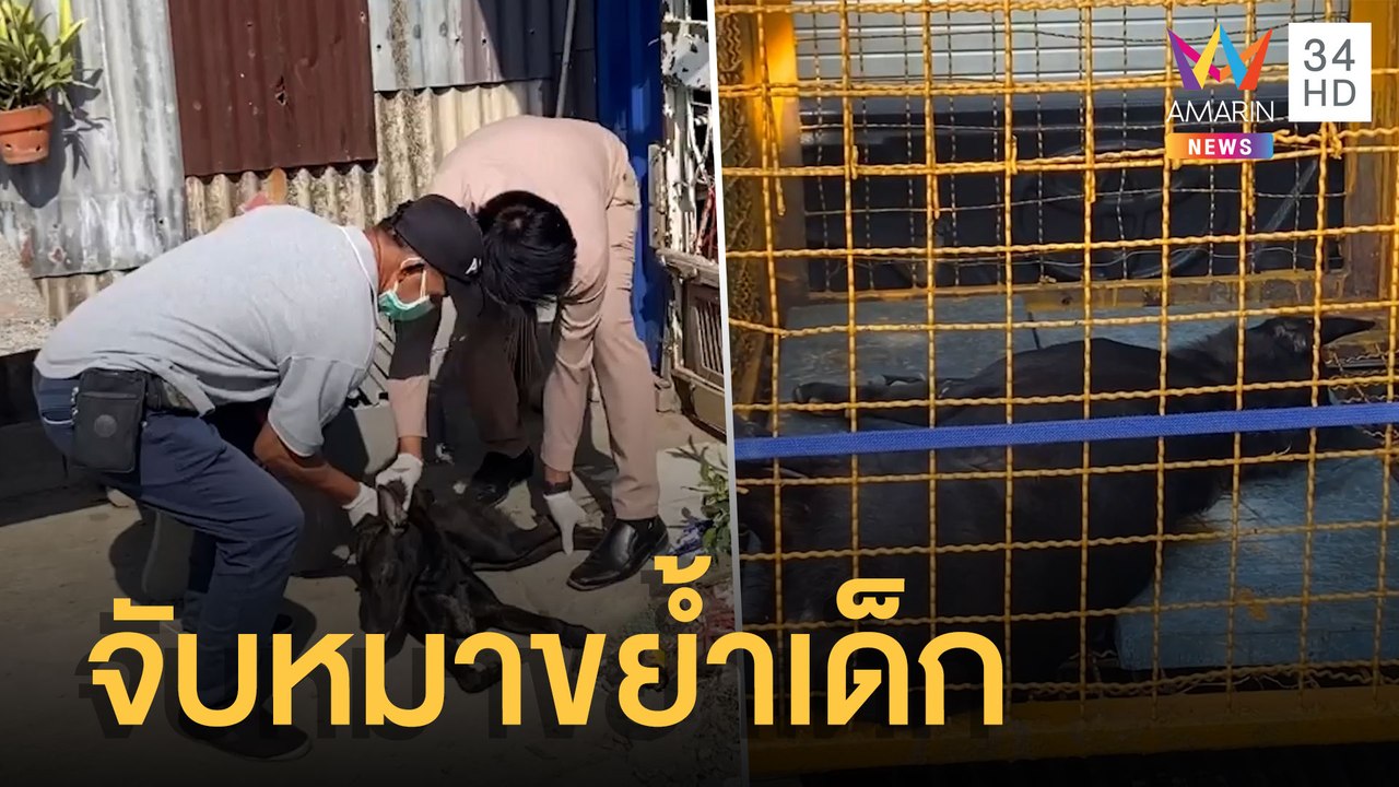 จนท.ยิงยาสลบจับหมากัดเด็ก 2 ขวบ | ข่าวเที่ยงอมรินทร์ | 7 ก.พ.65