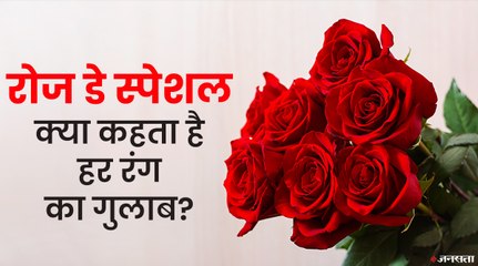 हर रंग का गुलाब देता है मोहब्बत का अलग संदेशा, जानिए कैसे चुनें गुलाब का सही रंग | Rose Day 2022