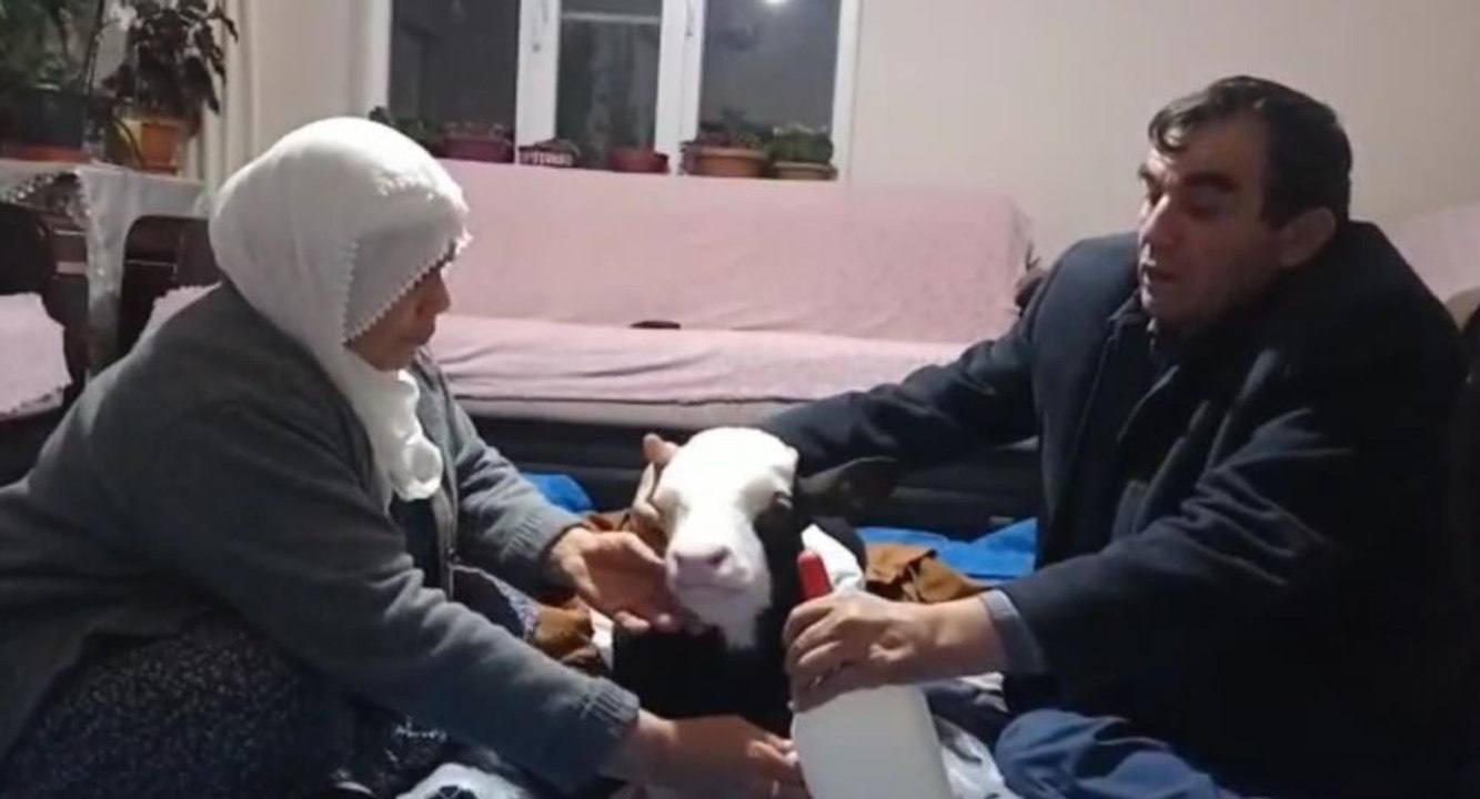Erken doğduğu için gözleri görmeyen buzağıya bebek gibi bakıyorlar