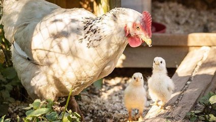 Erkek civcivleri yumurtadan çıkar çıkmaz öldürenlere yönelik soğuk duş gibi karar
