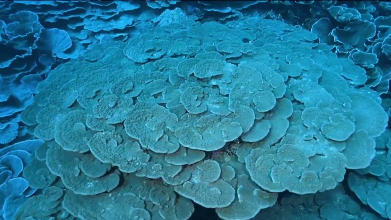 Fenêtre sur les Outre-mer - Biodiversité : le m...