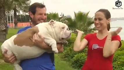 Smart Disciplined Dogs