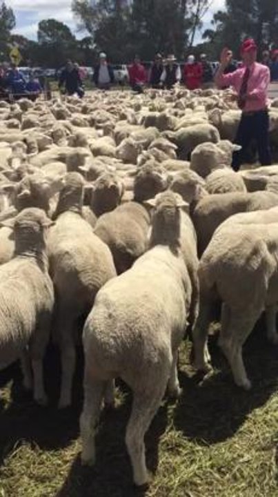 Pococks sell first pen at Lameroo offshears