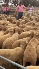 Newhaven first Jamestown wethers pen - $174