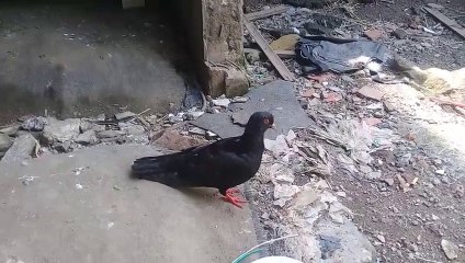 Modal sedikit untung selangit , Ternak unggas yang ga repot cara pemeliharaanya