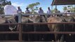 Stock Journal: Willalooka circuit weaner cattle sale