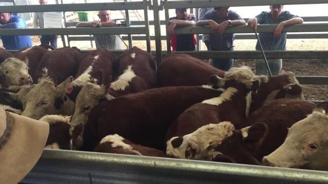 Opening pen of Hereford weaner steers