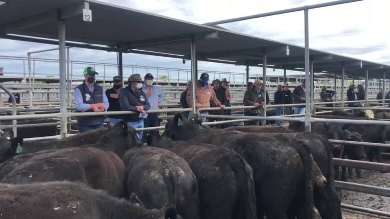Mount Gambier steers