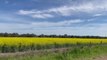 Waves of bright canola herald the arrival of spring for Wagga  - September 2021 - The Daily Advertiser