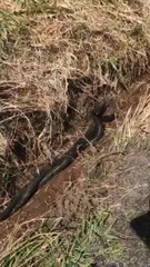 Red Belly Black snakes fighting