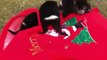 Tasmanian Devils spread Christmas cheer December 25 The Advocate