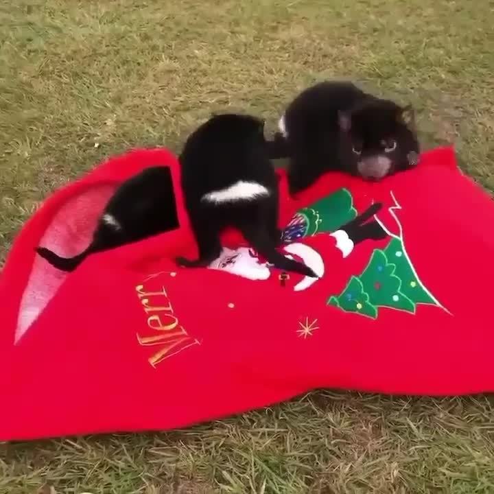 Tasmanian Devils spread Christmas cheer December 25 The Advocate