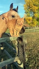 Cuddling Cats Hang Out with Horse