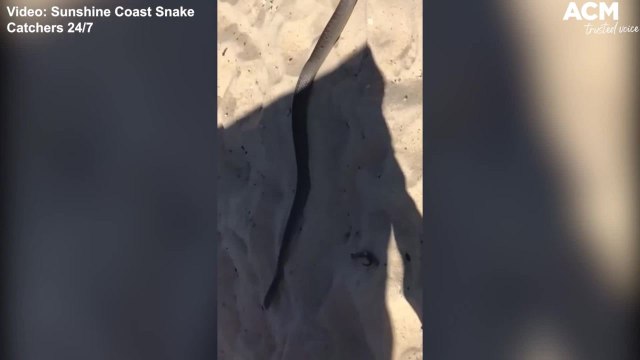 Eastern Brown Snakes found in unusual places - Sunshine Coast Snake Catchers Clips | January 11, 2022 | ACM
