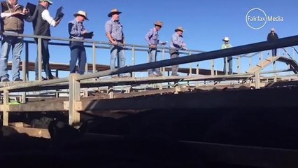 Queensland Country Life JS Grazing