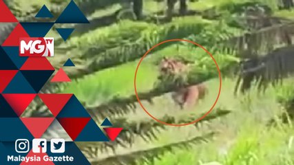 MG VIRAL : Susuk Tubuh Pak Belang di Jalan Simpang Pulai-Cameron Highlands