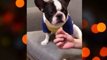 Cães mais engraçados do Mundo!