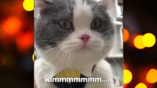 Gatos entendem o que os humanos falam