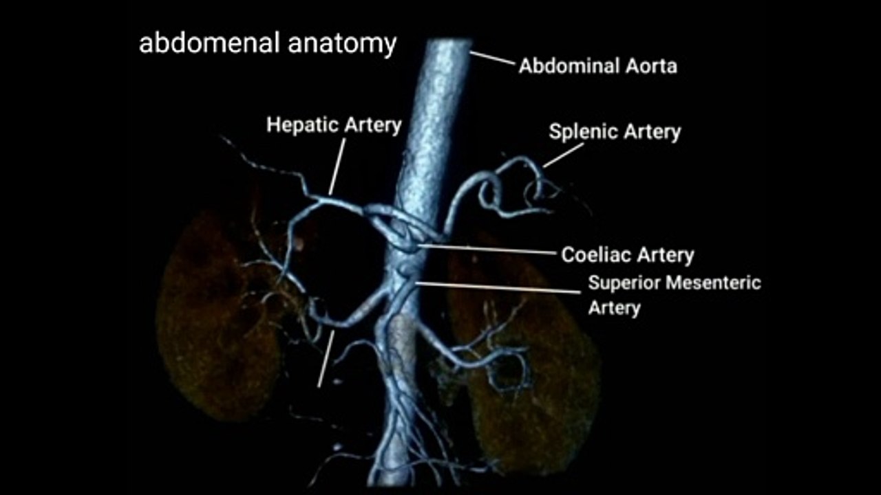 abdomenal anatomy MRI