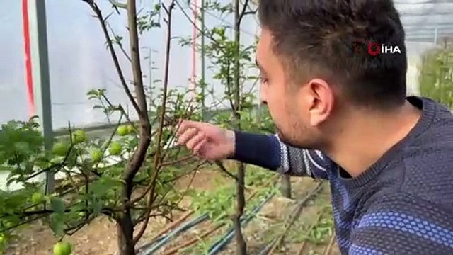 Kış ortasında Bursa'da erik hasadı...Tanesi 20 liraya satılıyor