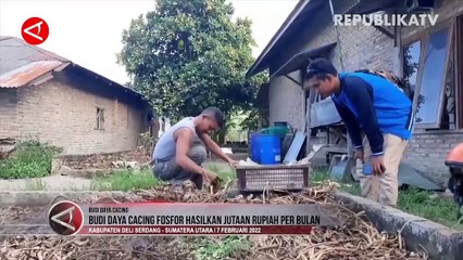Raup Jutaan Rupiah dari Budi Daya Cacing Fosfor