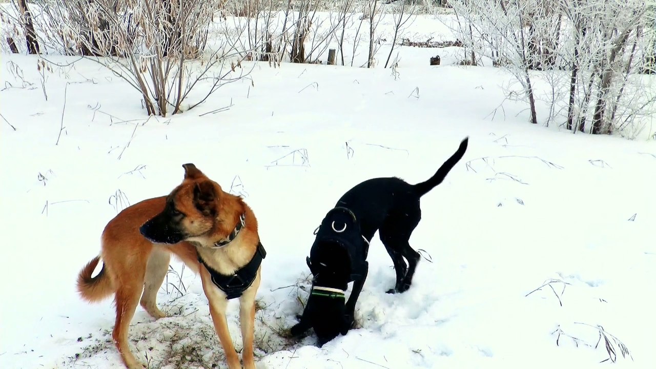 Dogs Digging (2)