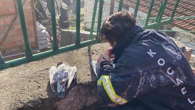 İTFAİYE ERİNİN SUNİ TENEFFÜS VE KALP MASAJI GÜVERCİNLERİ KURTARMAYA YETMEDİ