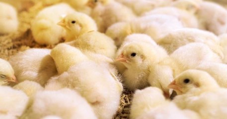Les couvoirs ont jusqu'à la fin de l'année pour arrêter définitivement le broyage des poussins mâles