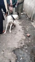 Short Dog Video By Kingdom Of Awais