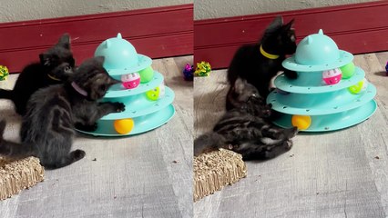'Curious foster kittens playing with Tower of Tracks '