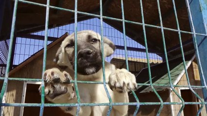 Kedi ve köpekler için yoğun bakım üniteleri hayata geçti